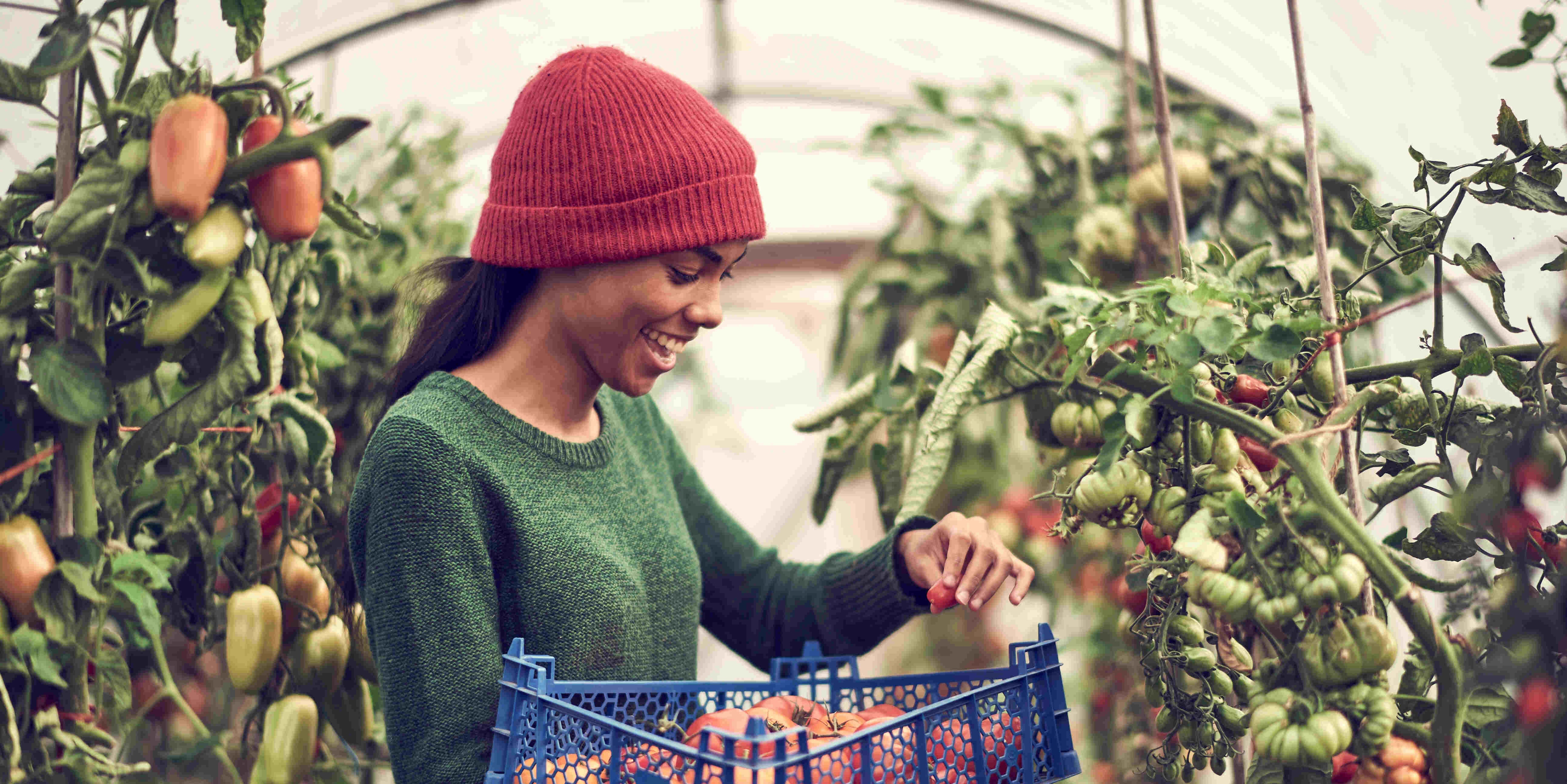 Young girl plucking fruits from the garden