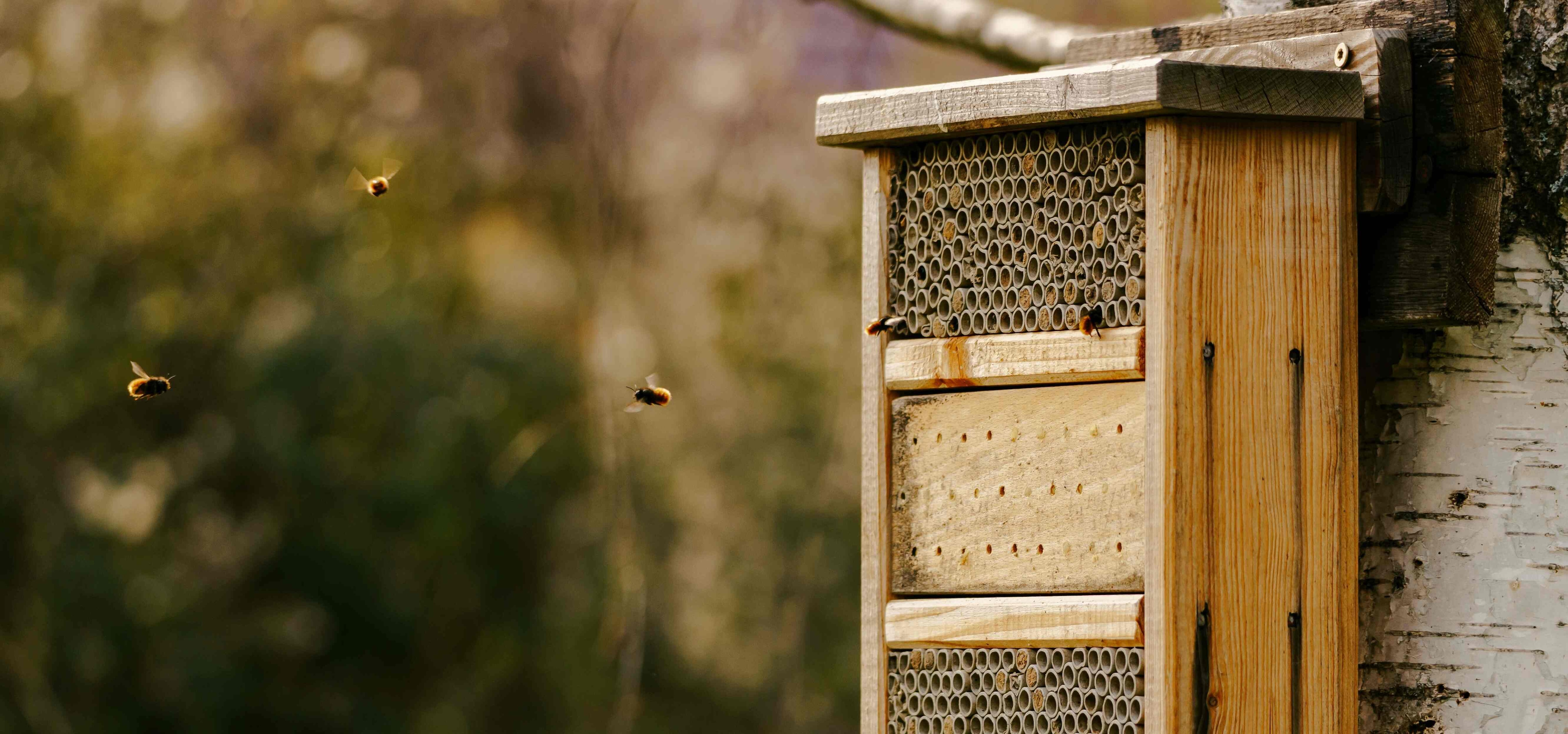 honey bee