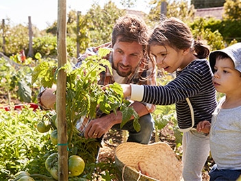Familie ist im Garten und pflückt Gemüse