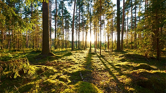 Wald mit vielen Bäumen und Sonnenschein
