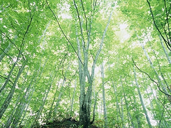 view through trees