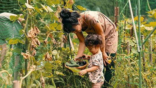 Vrouw en kind oogsten groenten in een veld