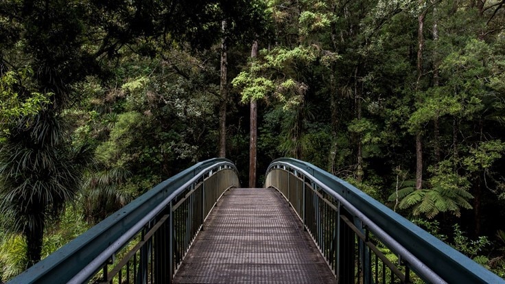 Dschungel mit Brücke