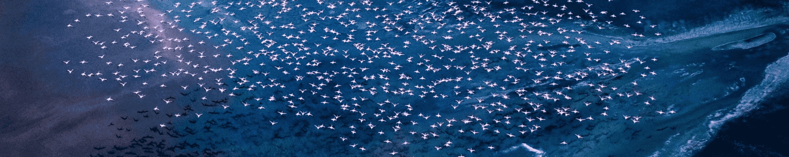 Flock of birds flying over the sea