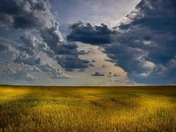 A field of grass under a cloudy sky