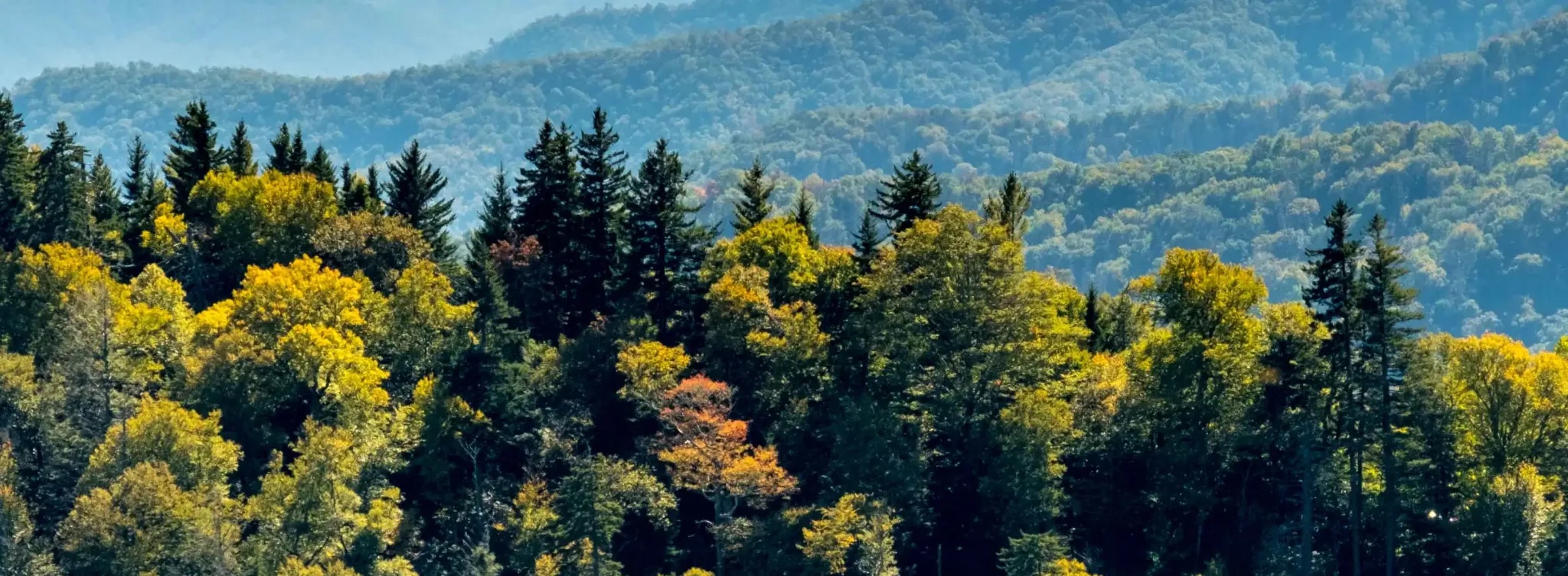 nc