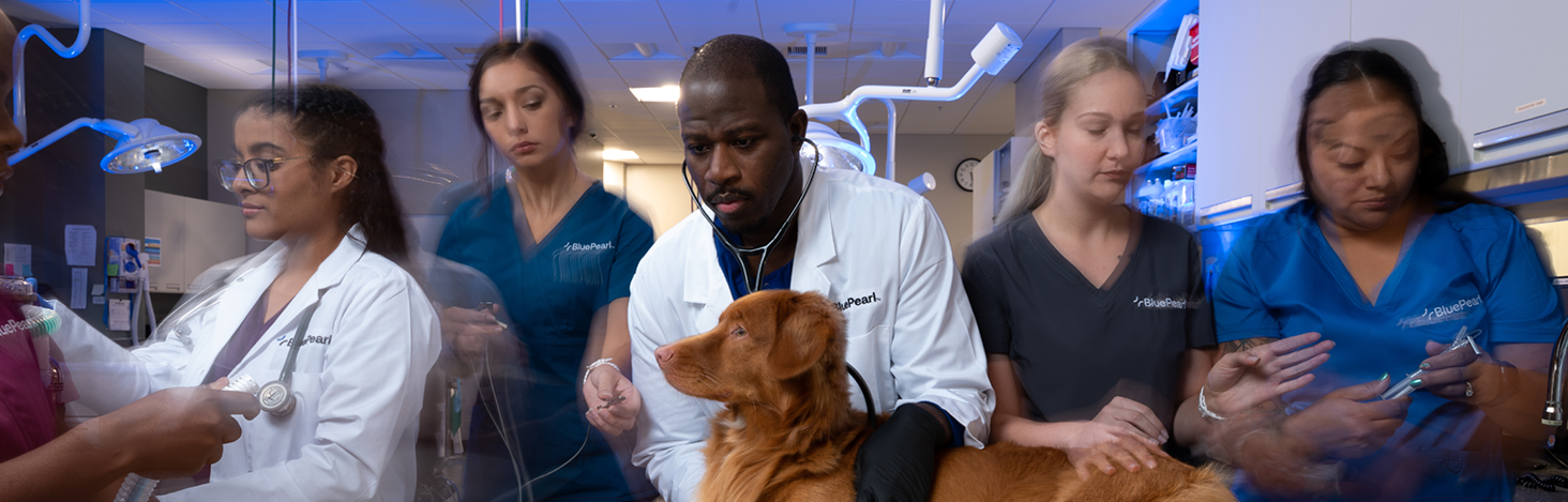 A group of BluePearl veterinary professionals gather around a red dog.