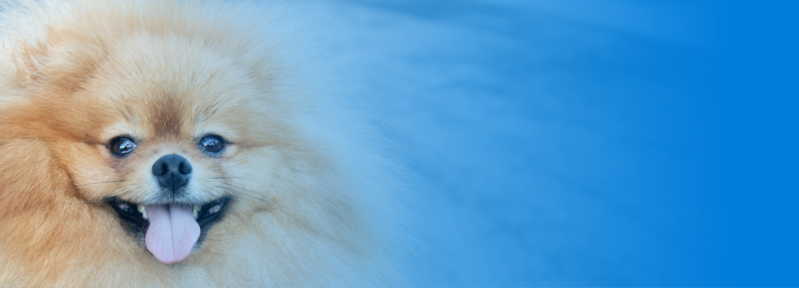 A tan Pomeranian dog smiles for the camera.