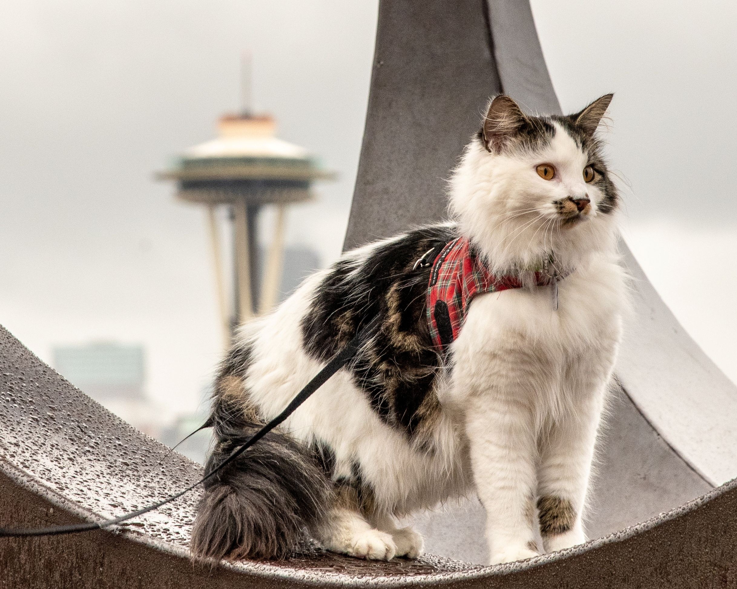 A white cat with tabby spots and a harness stands in front of the Space Needle.