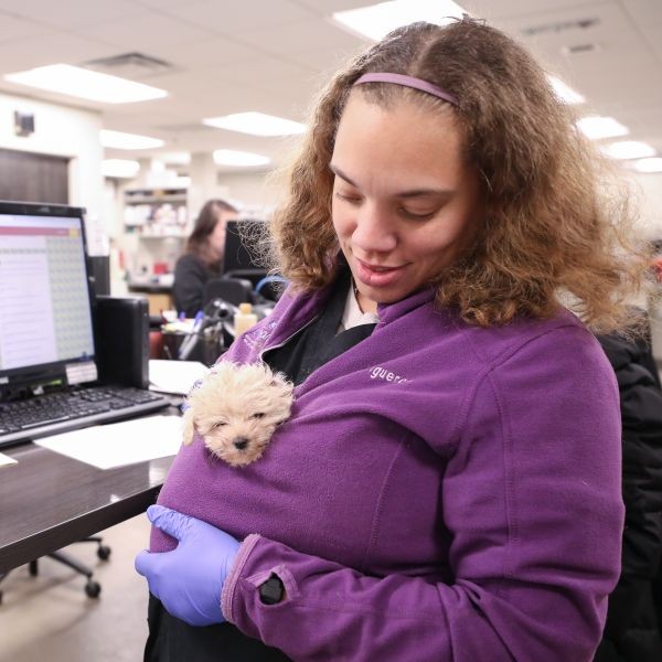 A woman with curly hair cuddles a white puppy inside her purple sweatshirt.