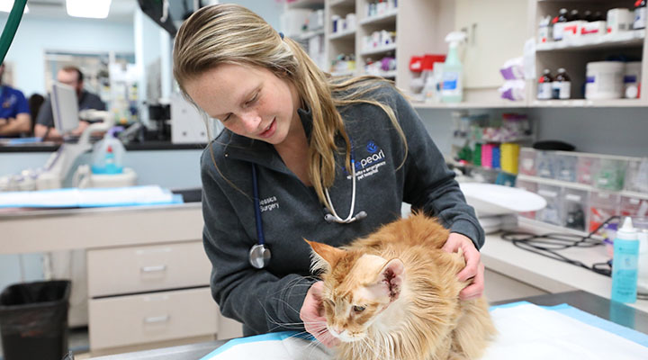 A BluePearl vet examines an orange tabby cat.