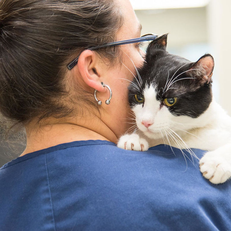 A BluePearl Associate holds a black and white cat gently over their shoulder.