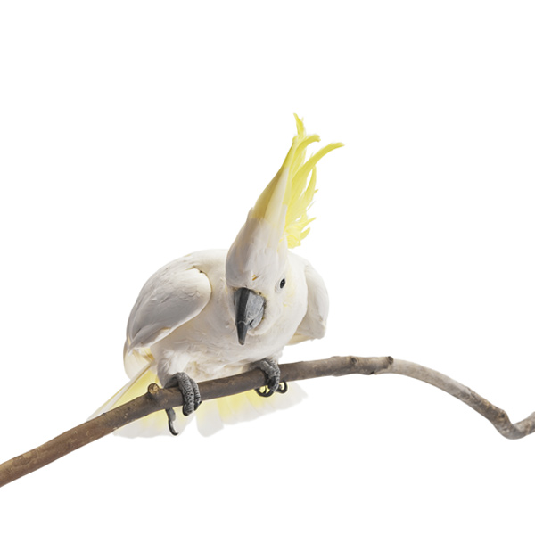 A grey cockatoo with yellow head feathers.