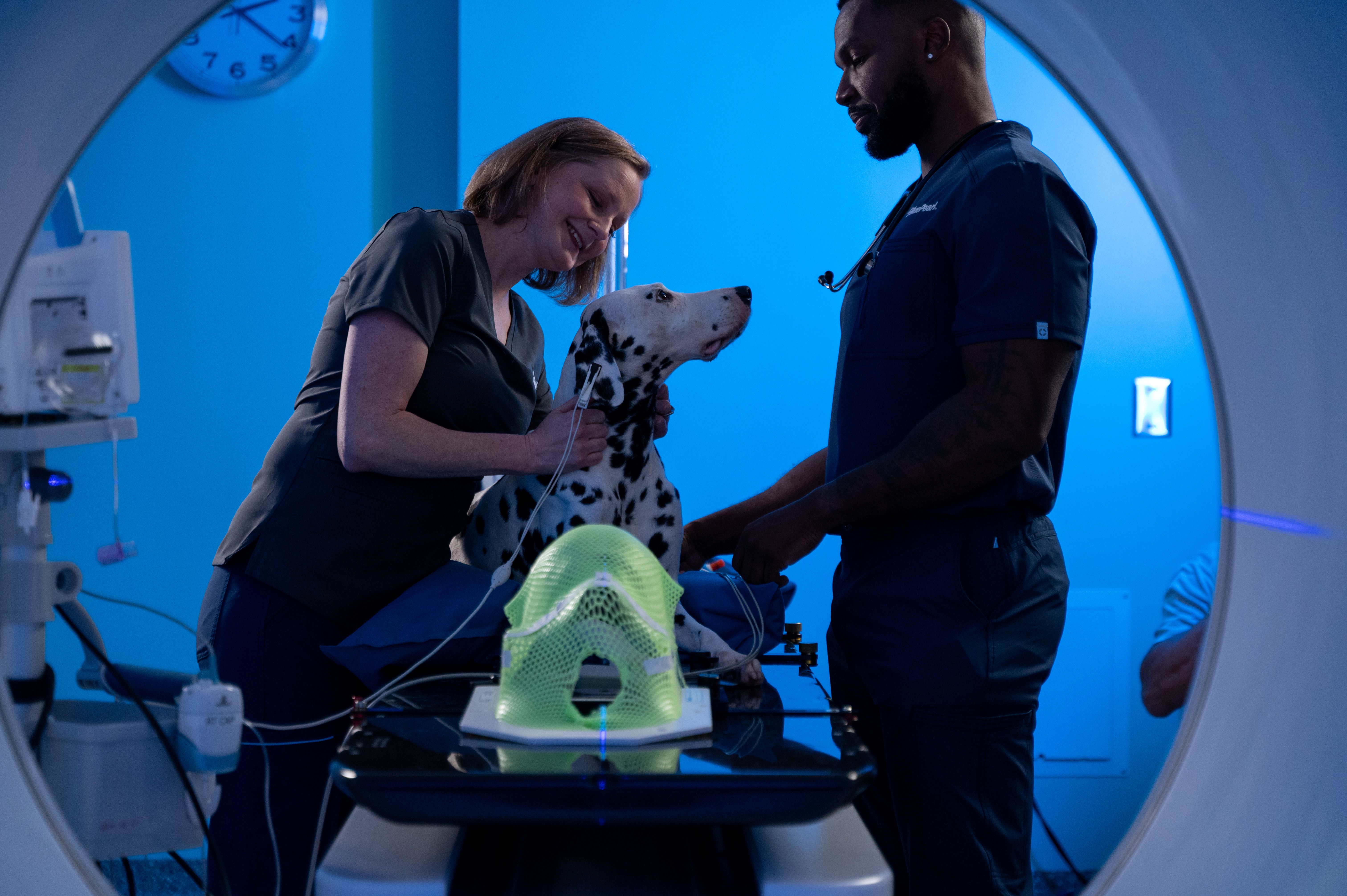 Two BluePearl Associates prepare a Dalmatian dog for radiotherapy.