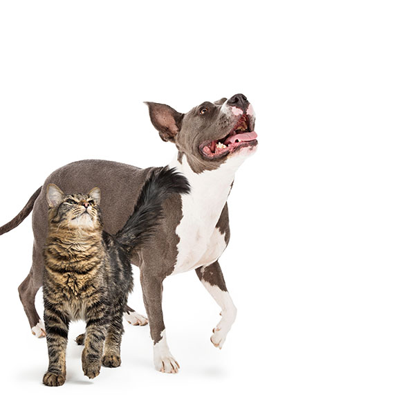 A tabby cat and a medium sized dog.