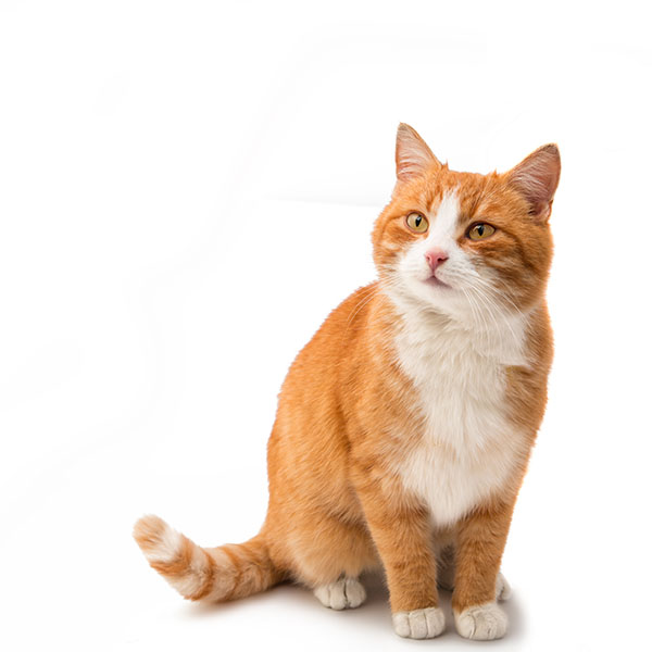 An orange and white tabby cat.