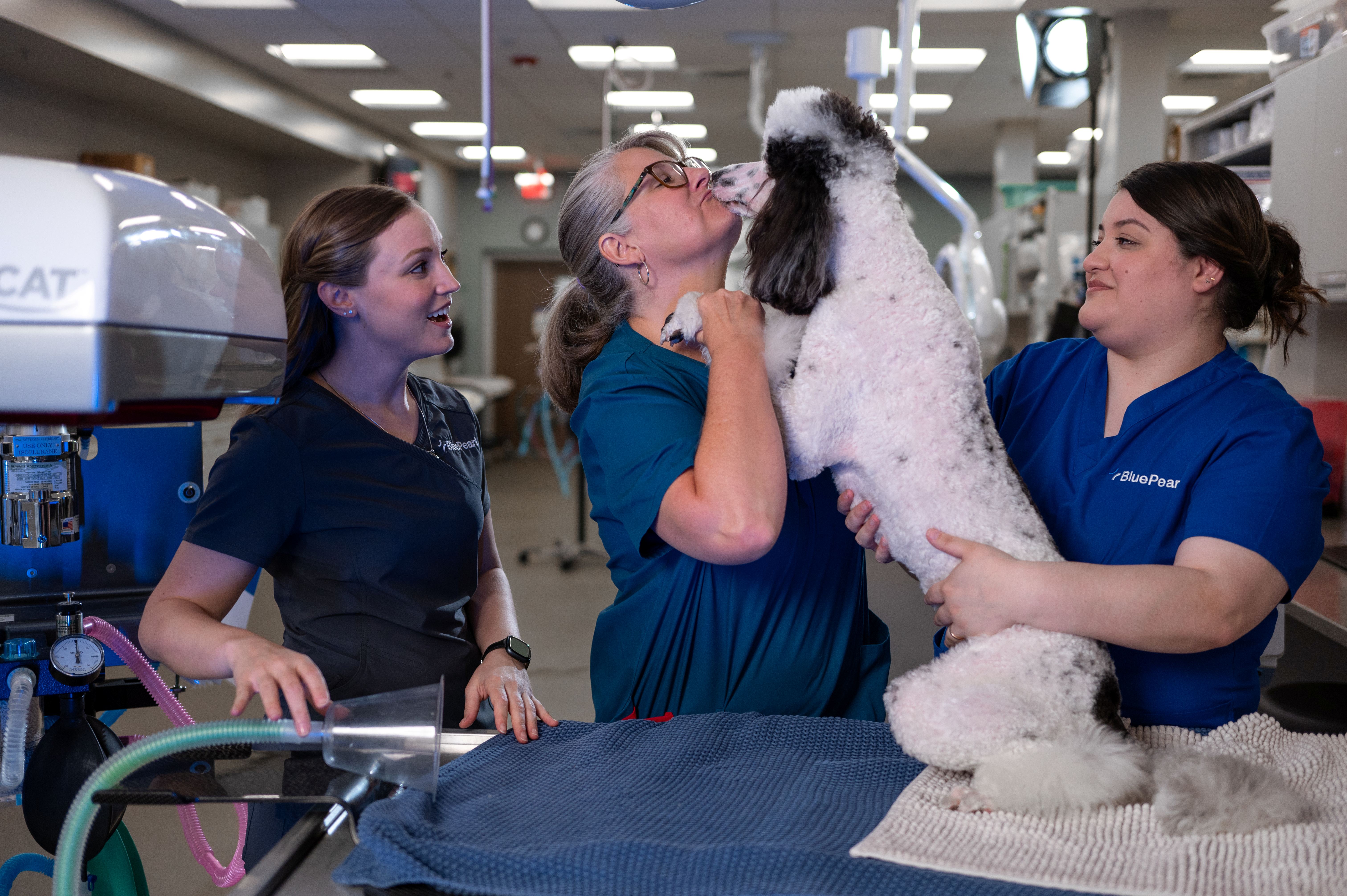 A team of three BluePearl veterinary Associates interact with a white and black poodle.