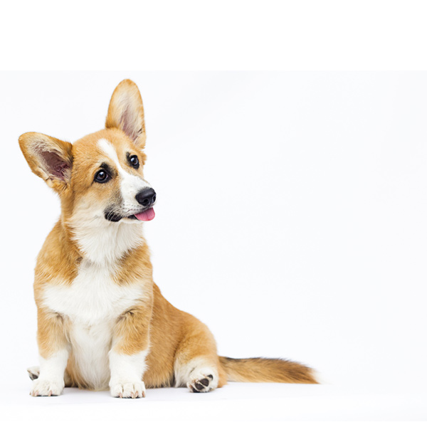 A corgi.