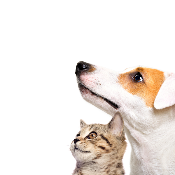 A dog and cat looking away.