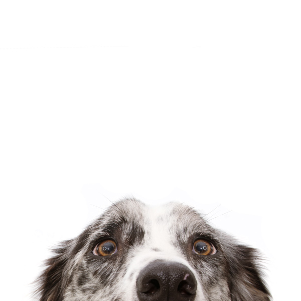 A close up image of the top of a dog's head.