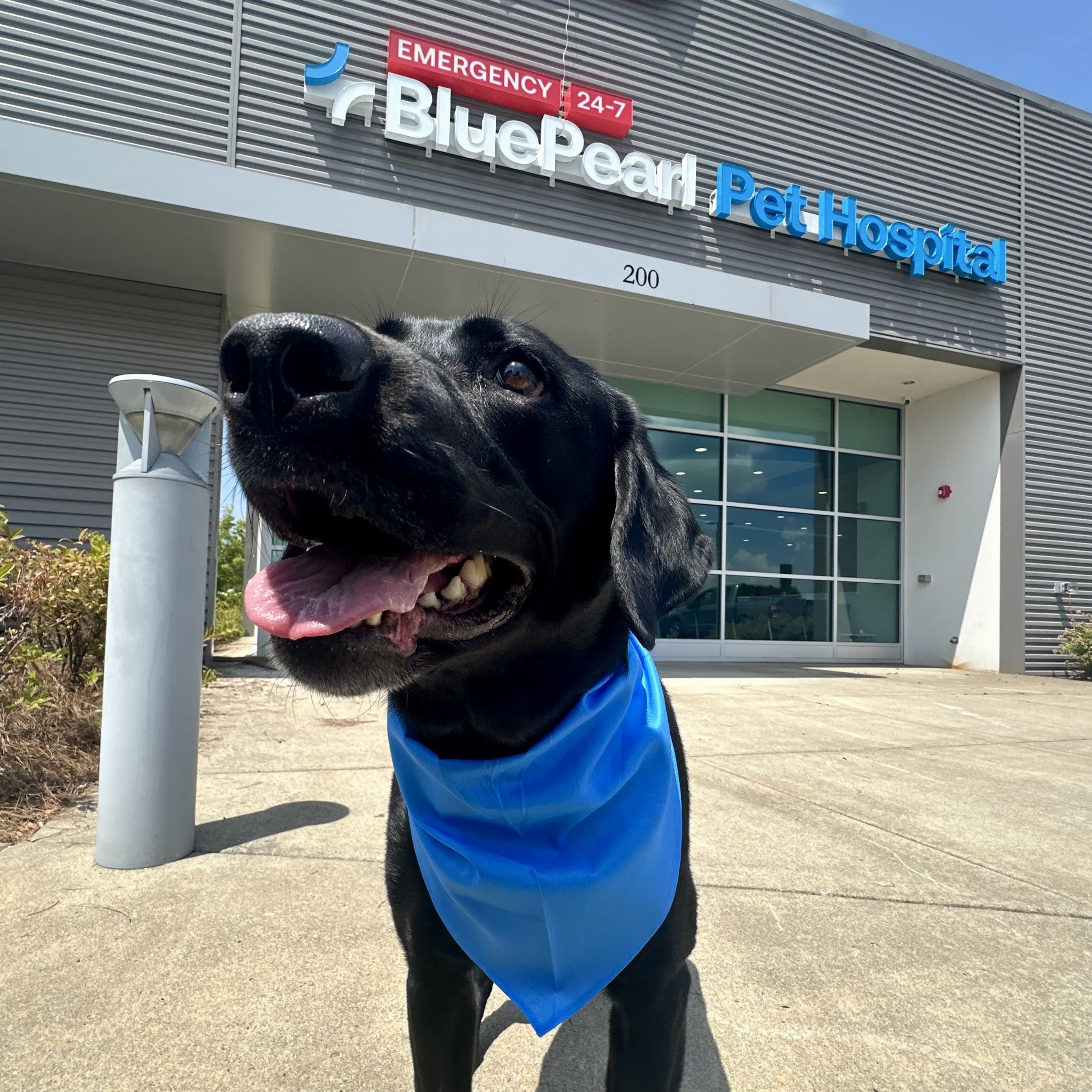 A black lab in a blue bandana stands outside the front entrance of the BluePearl Brentwood hospital.