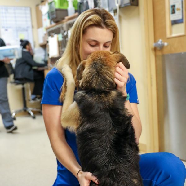 A blonde female veterinarian receives a hug from a black and tan dog.