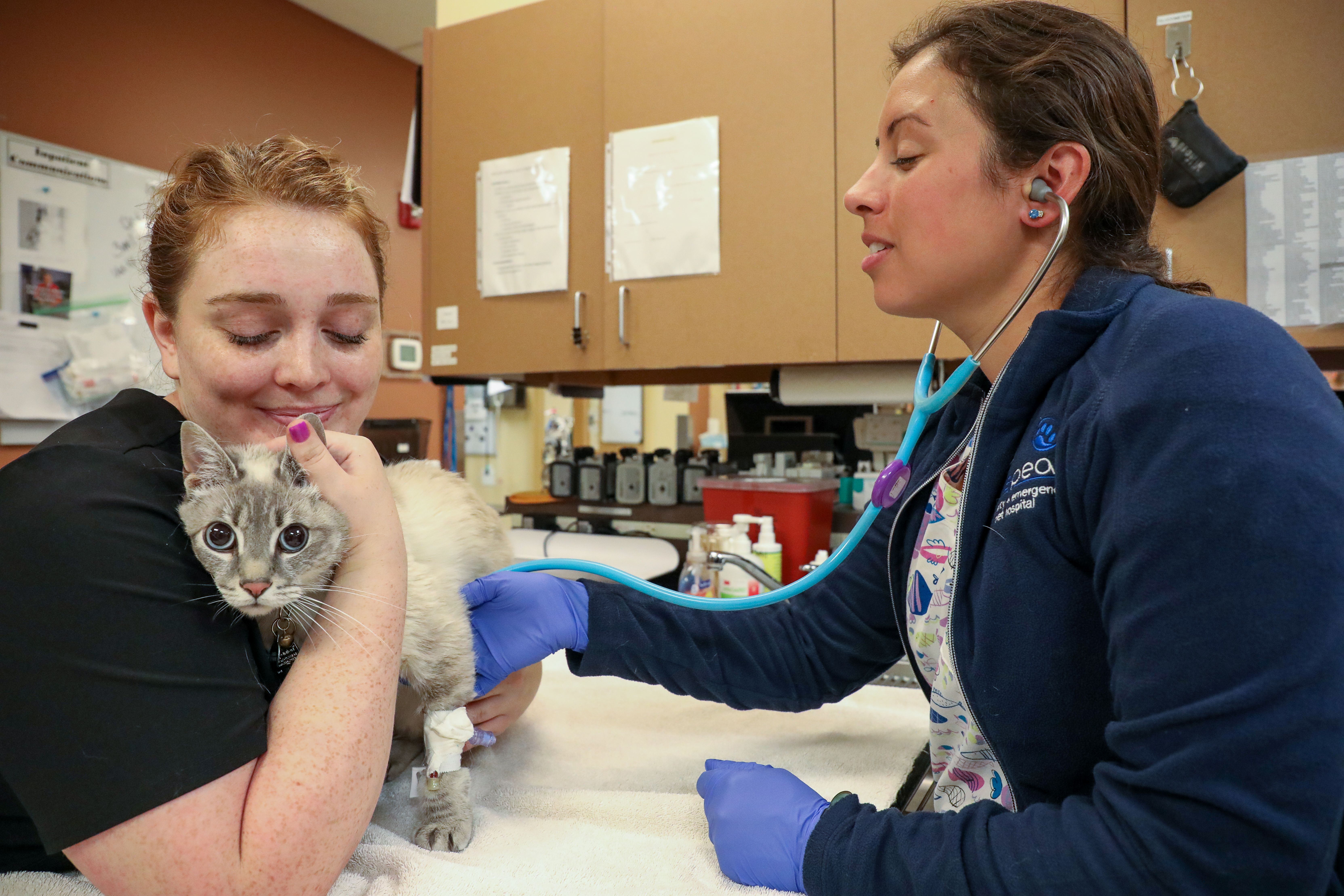 A vet tech with red hair holds a lynx point cat so a veterinarian can listen with a stethoscope.