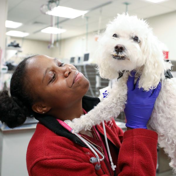 A BluePearl Associate in a red shirt and blue gloves holds up a white dog with a smiling underbite.