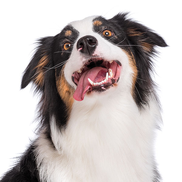 A happy long-haired dog.