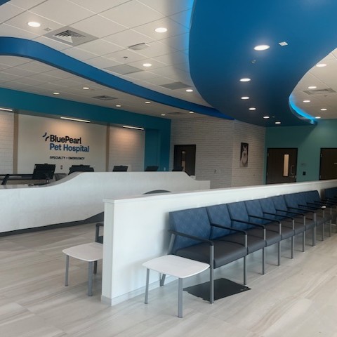 The lobby of the BluePearl Brentwood hospital, with blue and white decor.