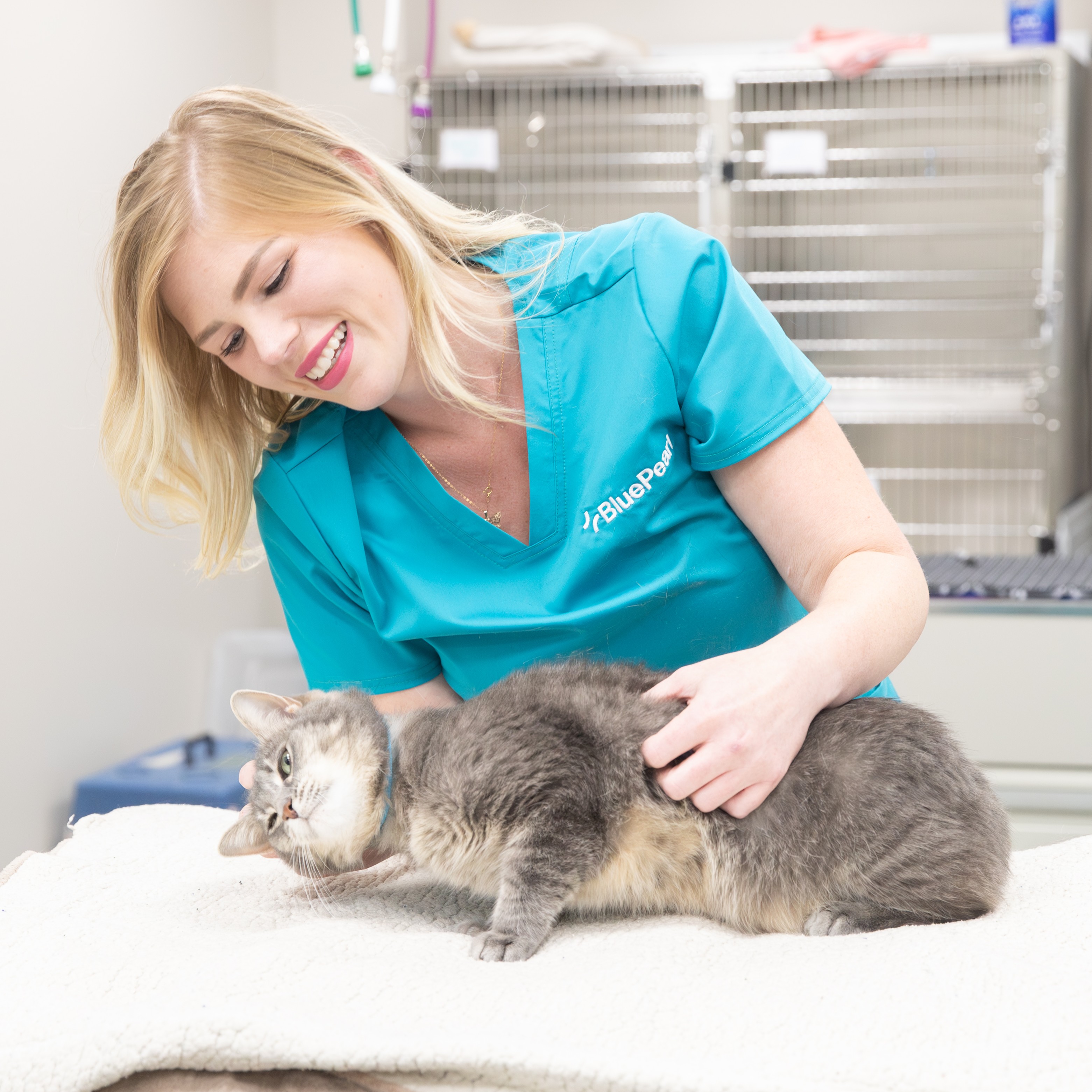 A gray cat enjoys some loving attention from a BluePearl Associate in teal scrubs.