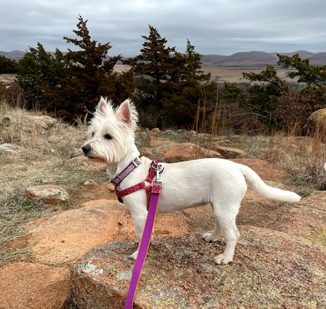 A white dog stands in Oklahoma red dirt.