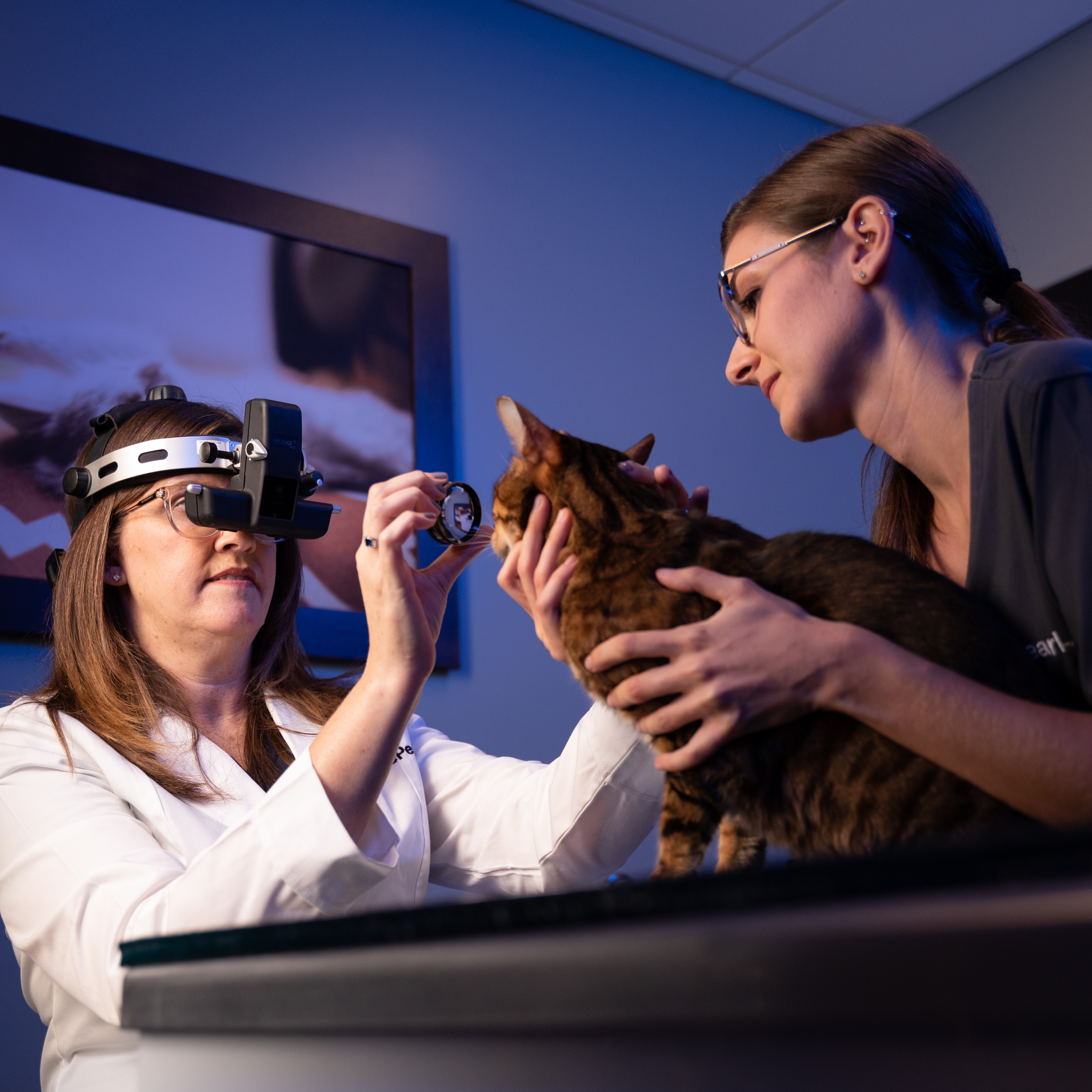 A BluePearl ophthalmologist and vet tech examine a tabby cat.