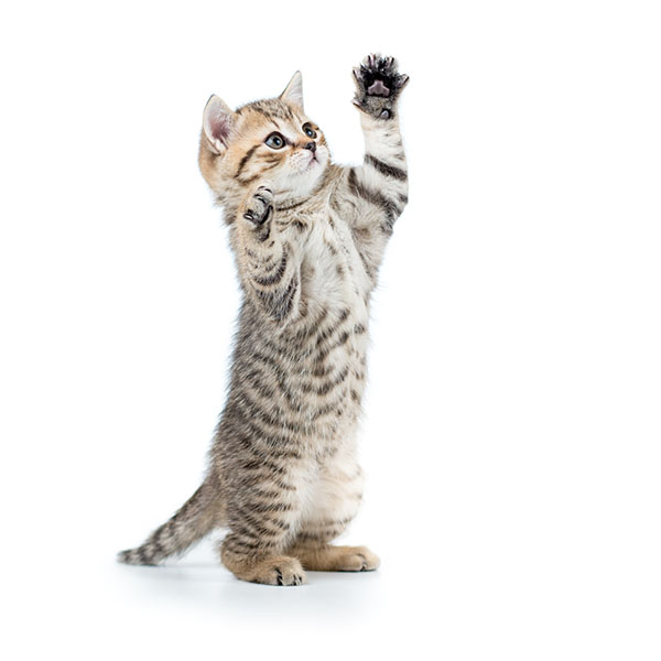 A tan and black tabby kitten playing with a toy off screen.