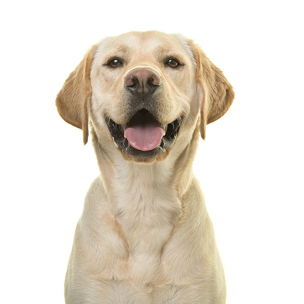 A yellow lab.