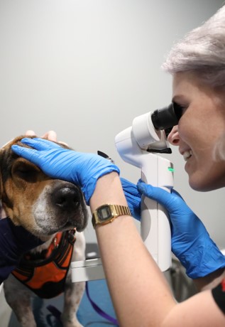 A BluePearl vet examines a dog's eyes with a slit lamp.