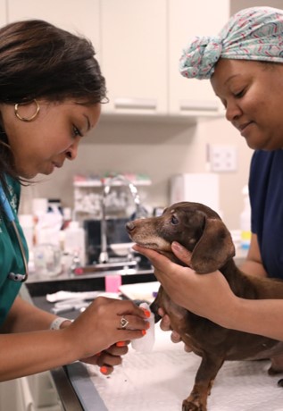 A BluePearl vets gently holds a small brown dog while another vet cleans its paws with a white cloth.