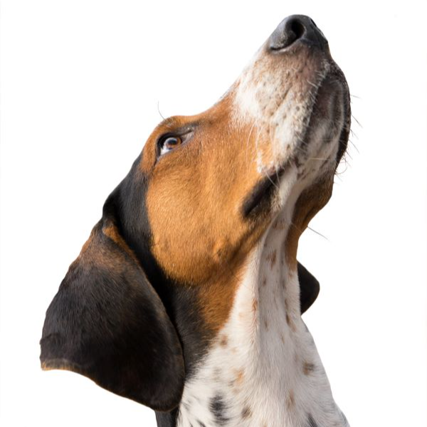 A calico-colored hound dog.