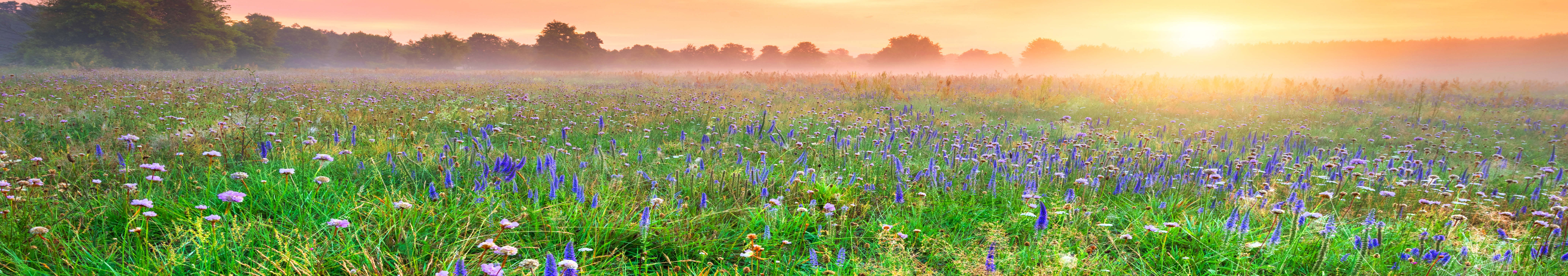 purplespringflowers3