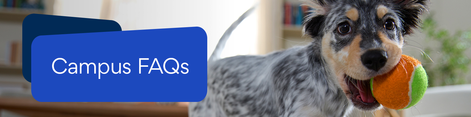Campus_FAQs_Banner