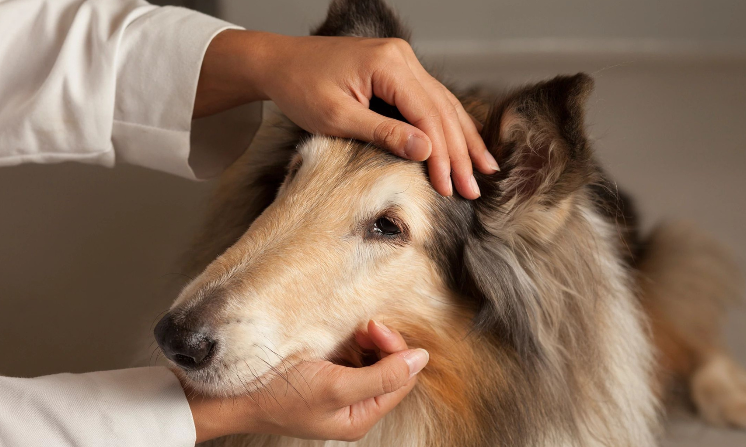 veterinarian's hands cradling collie's face