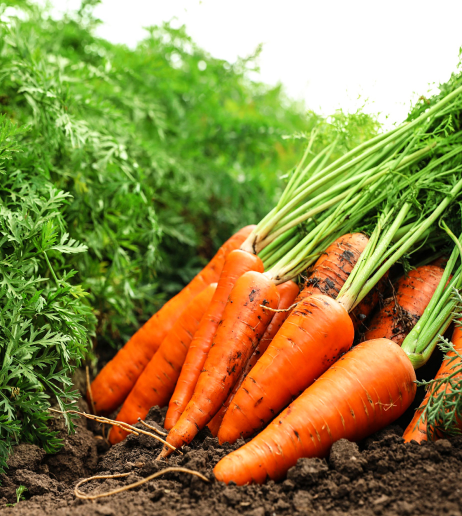Carrots2_850x950