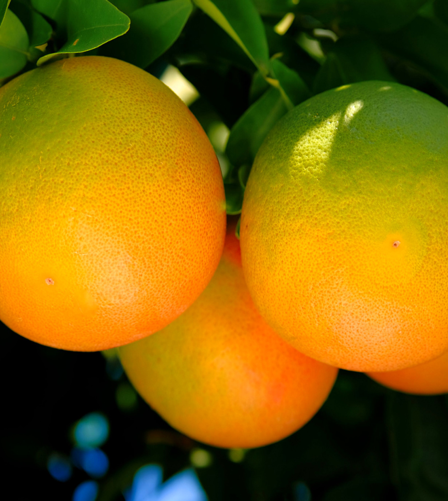 Grapefruit2_850x950