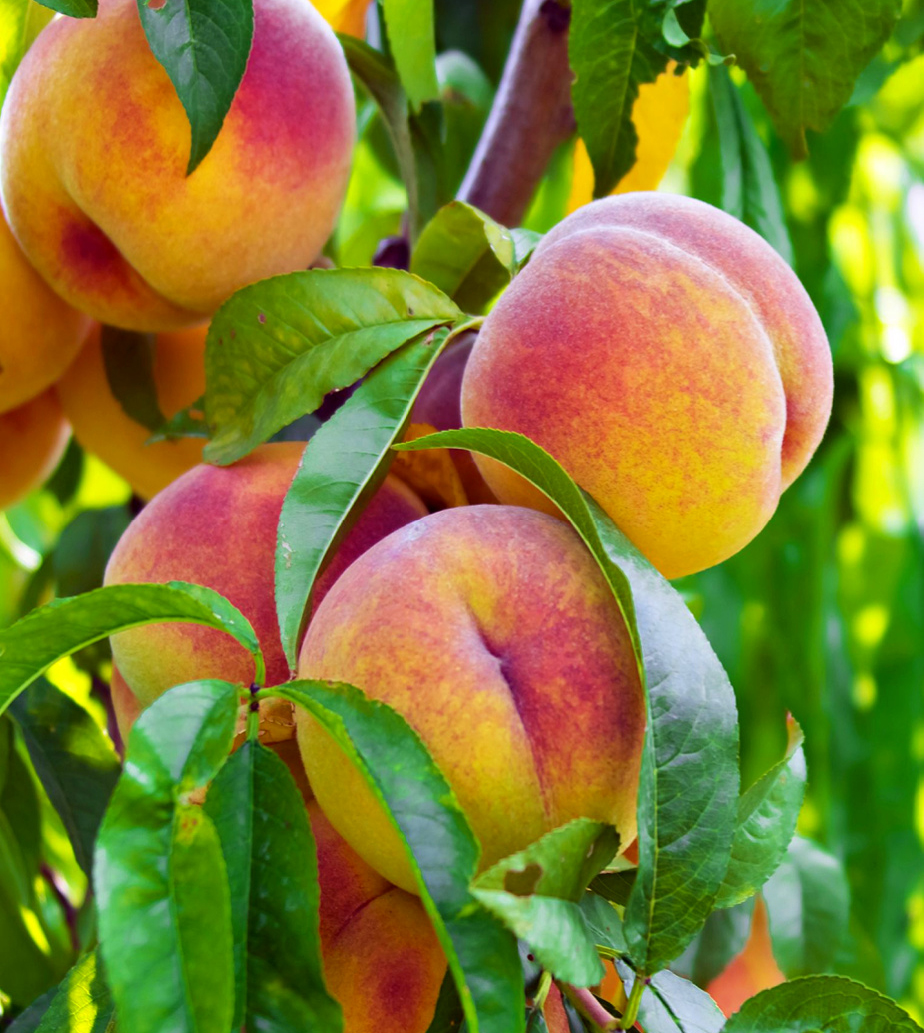 Peaches2_850x950