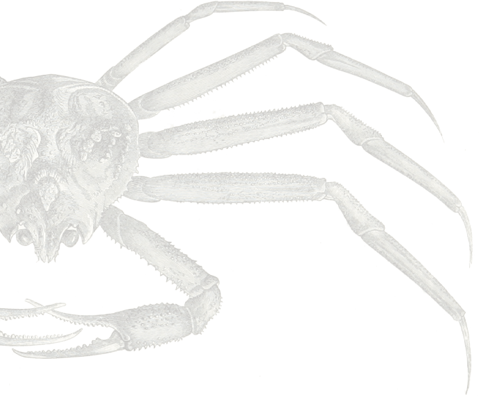 crab-lg