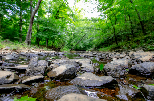 A creek and rocks at Duke Forest.