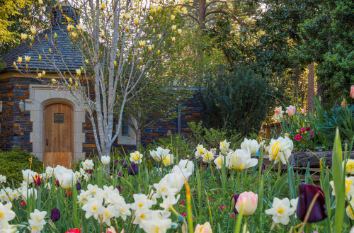 Tulips bloom at Duke Gardens.