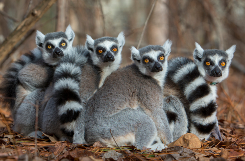 Four ring tail lemur huddle together. 