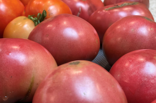 Ripe tomatoes. 