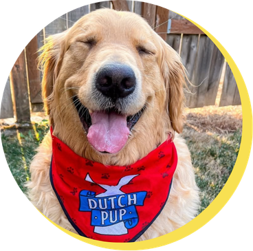 Dog in dutch pop bandana 